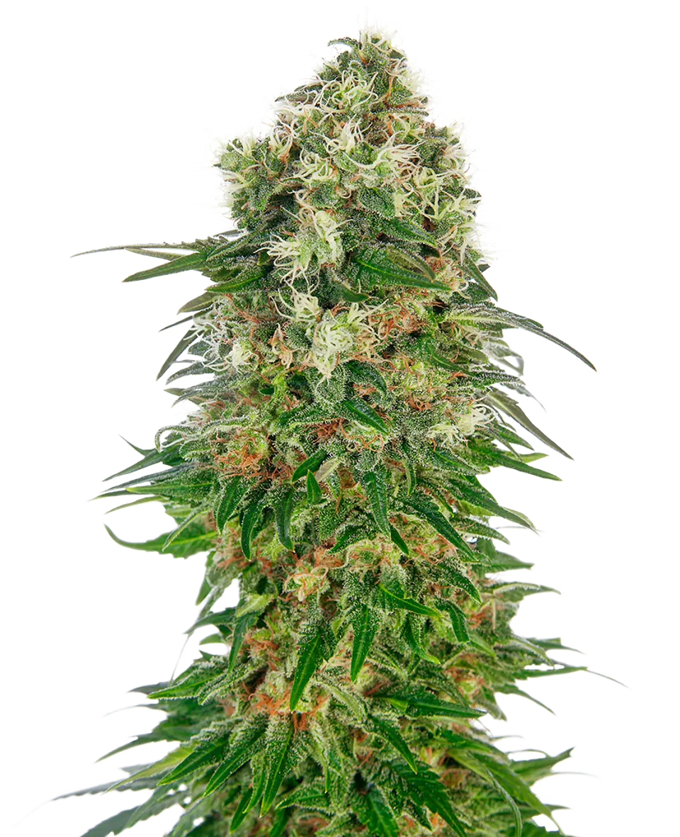 Shiva Skunk Auto X3 – Sensi Seeds 1