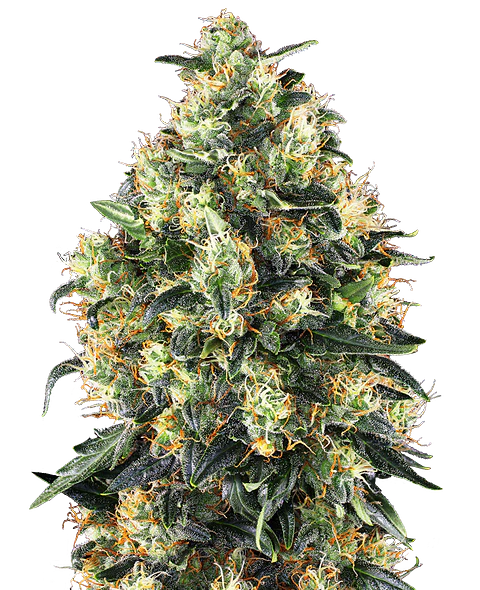 Super Skunk Auto X10 – Sensi Seeds