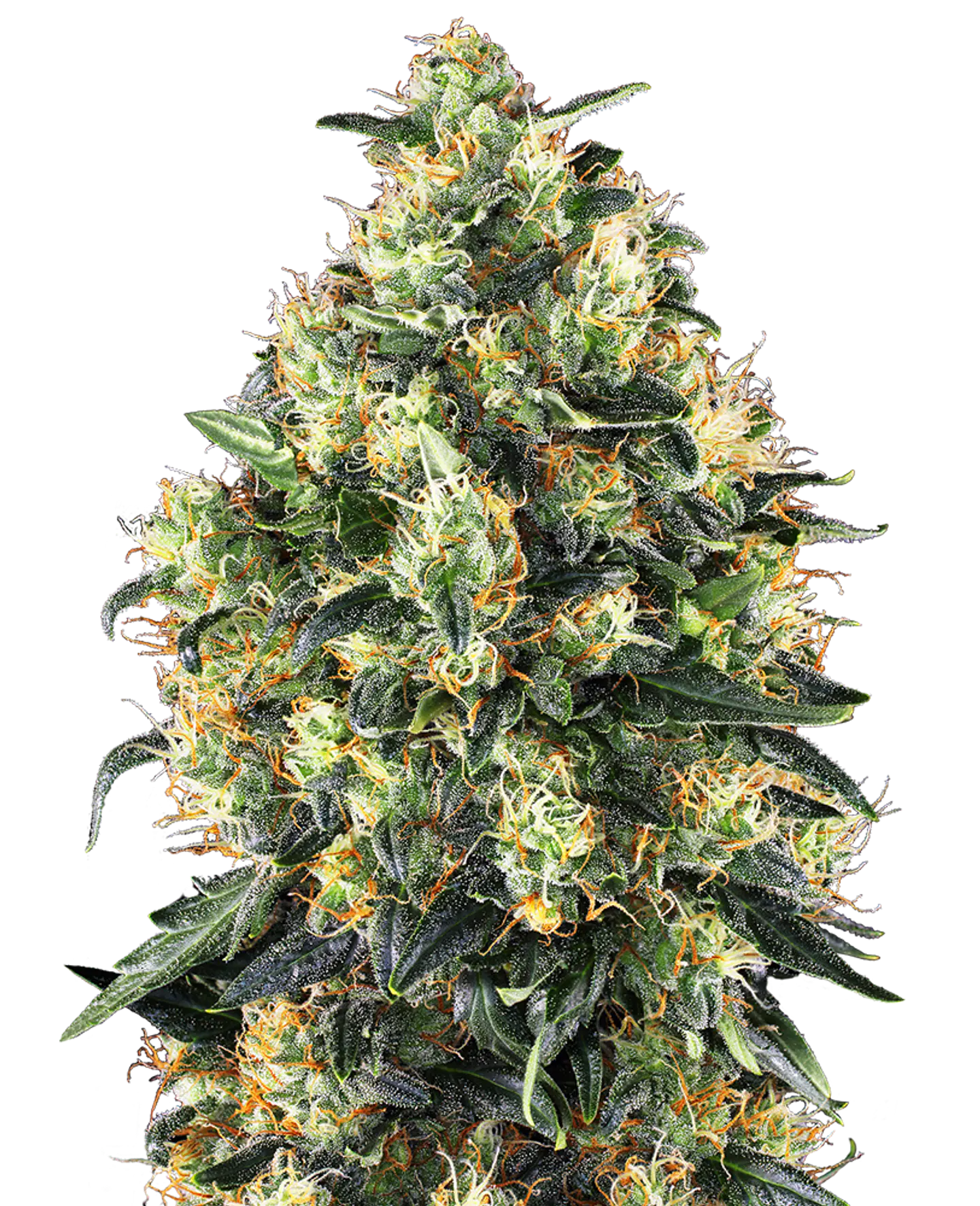Super Skunk Auto X10 – Sensi Seeds 1