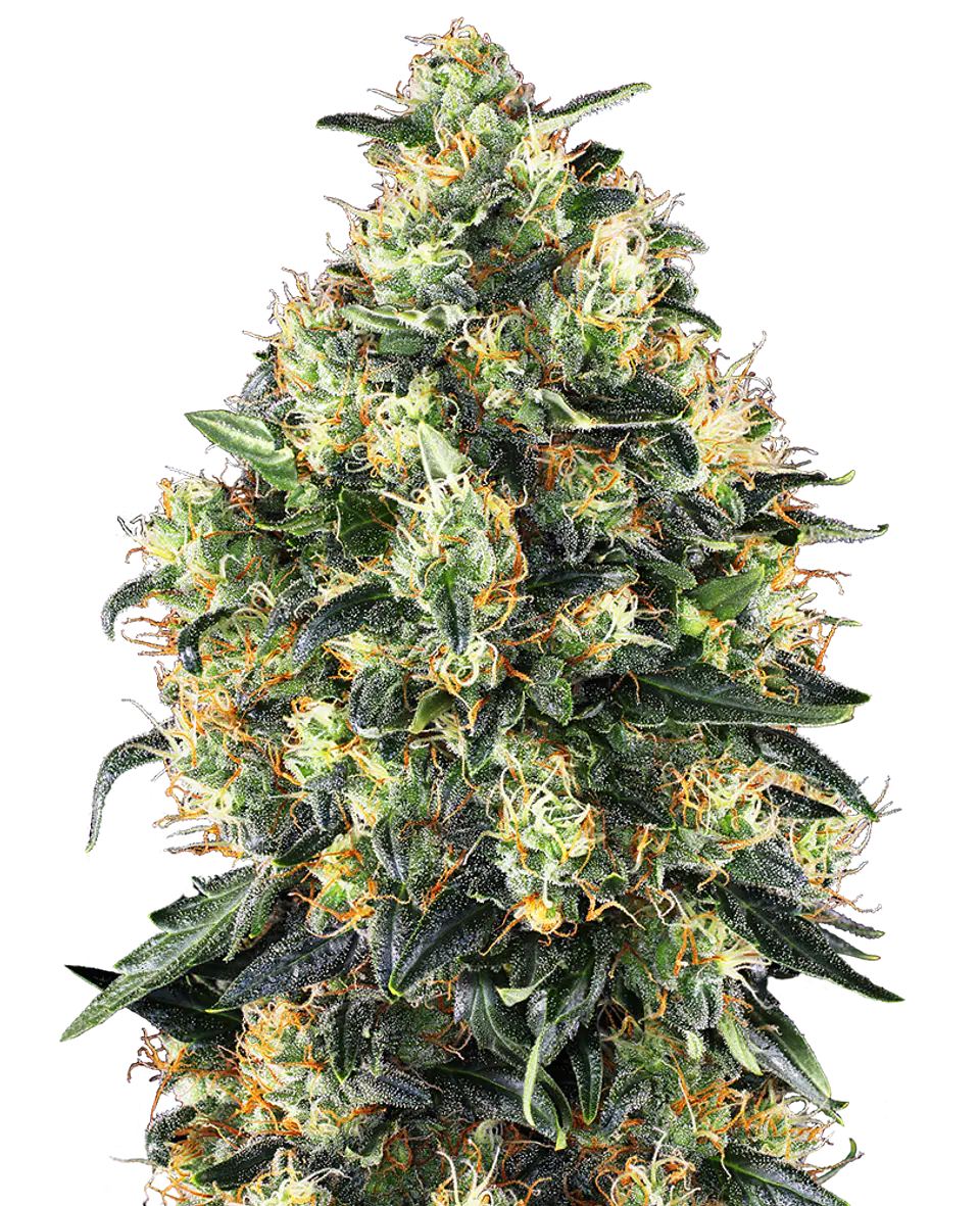 Super Skunk Auto X10 – Sensi Seeds 1