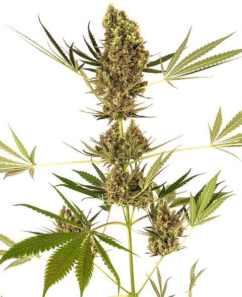 Alpine Delight CBD Auto X3 – Sensi Seeds