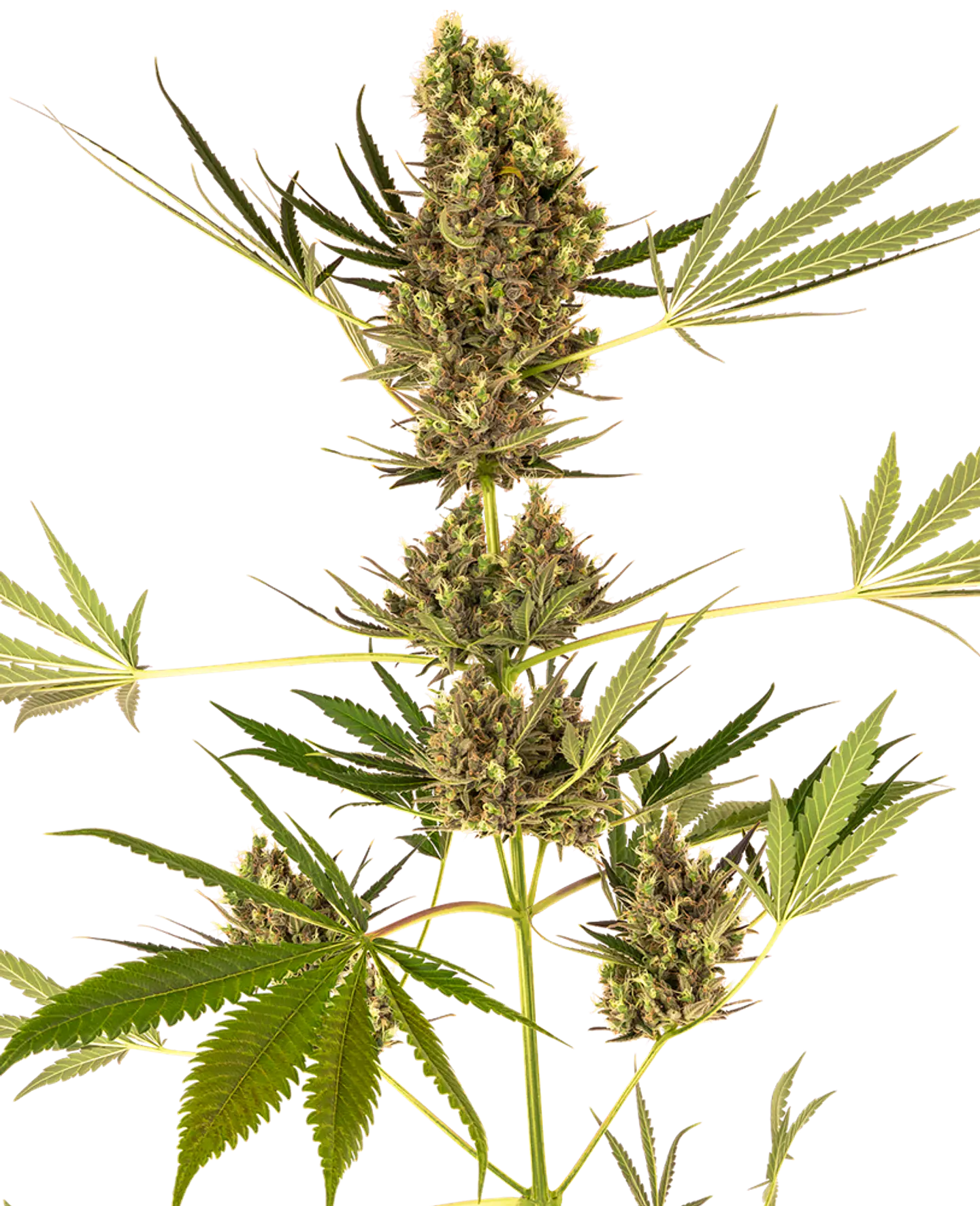 Alpine Delight CBD Auto X3 – Sensi Seeds 1