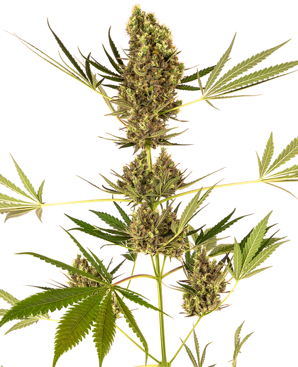 Alpine Delight CBD Auto X3 – Sensi Seeds 1