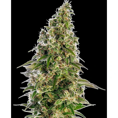 Afghani #1 Auto X3 – Sensi Seeds