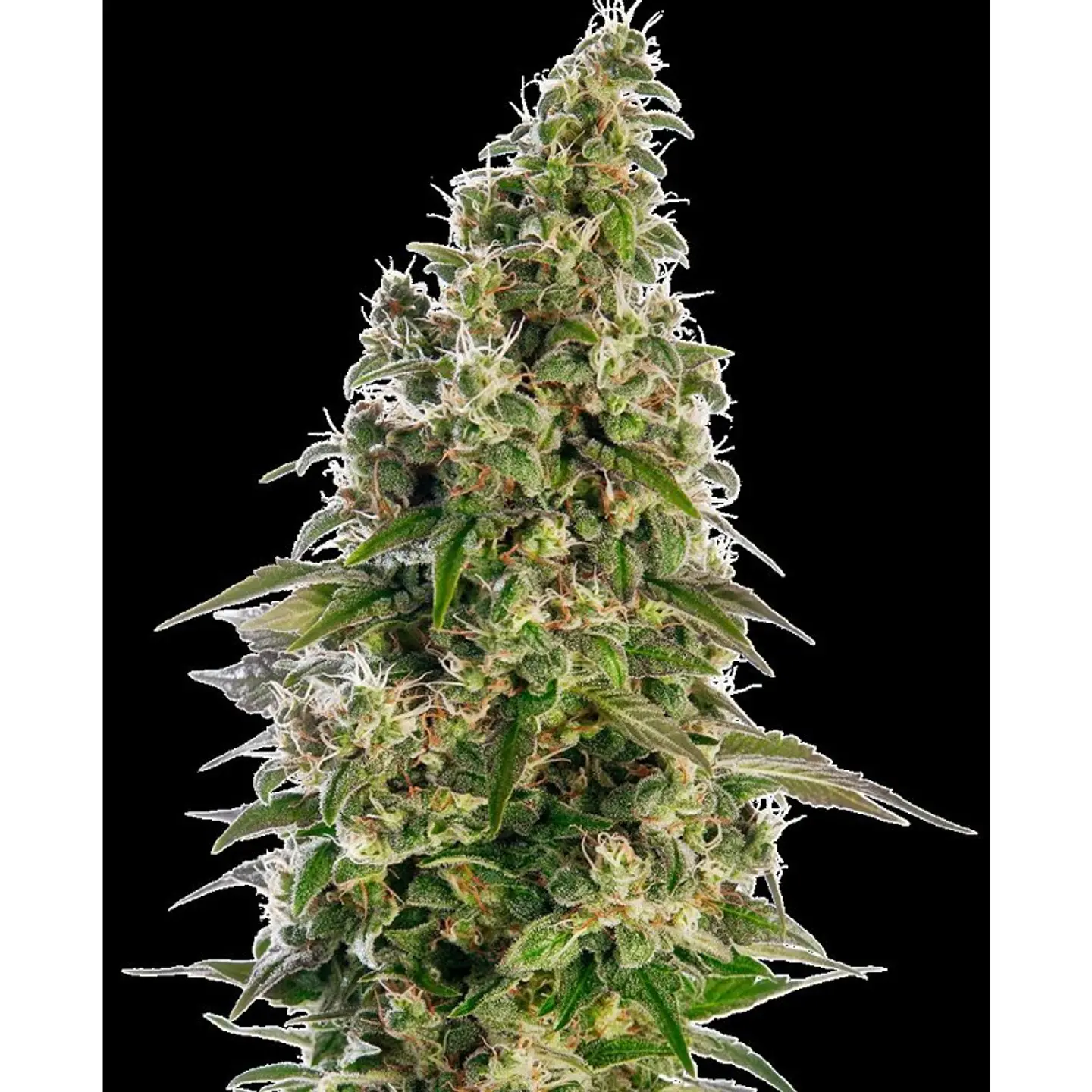 Afghani #1 Auto X3 – Sensi Seeds 1