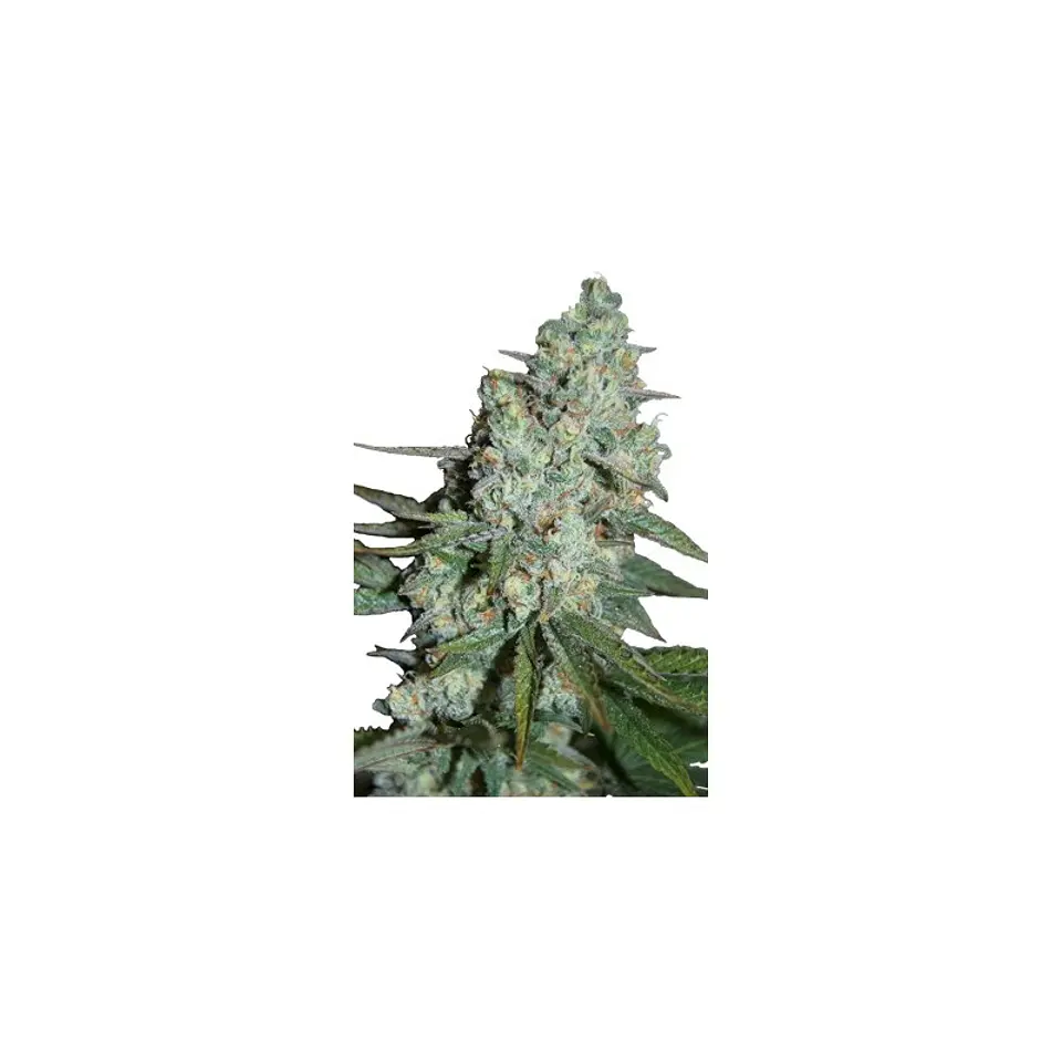 Wonder Skunk Feminizada X5 – Seedsmakers 1