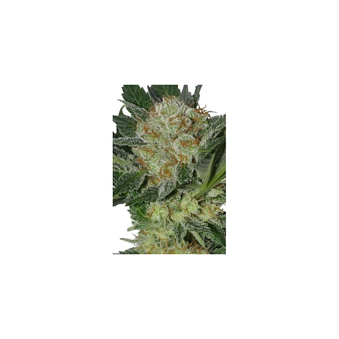 Widow Feminizada X5 – Seedsmakers