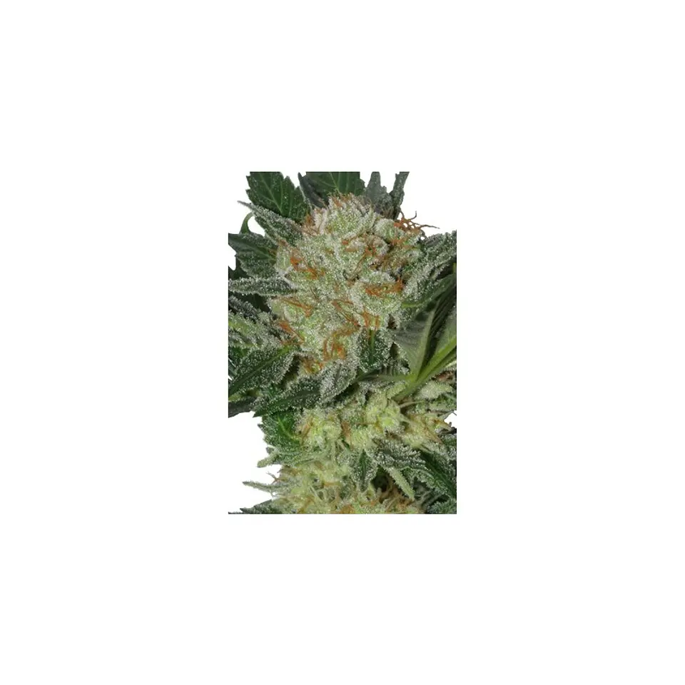 Widow Feminizada X5 – Seedsmakers 1