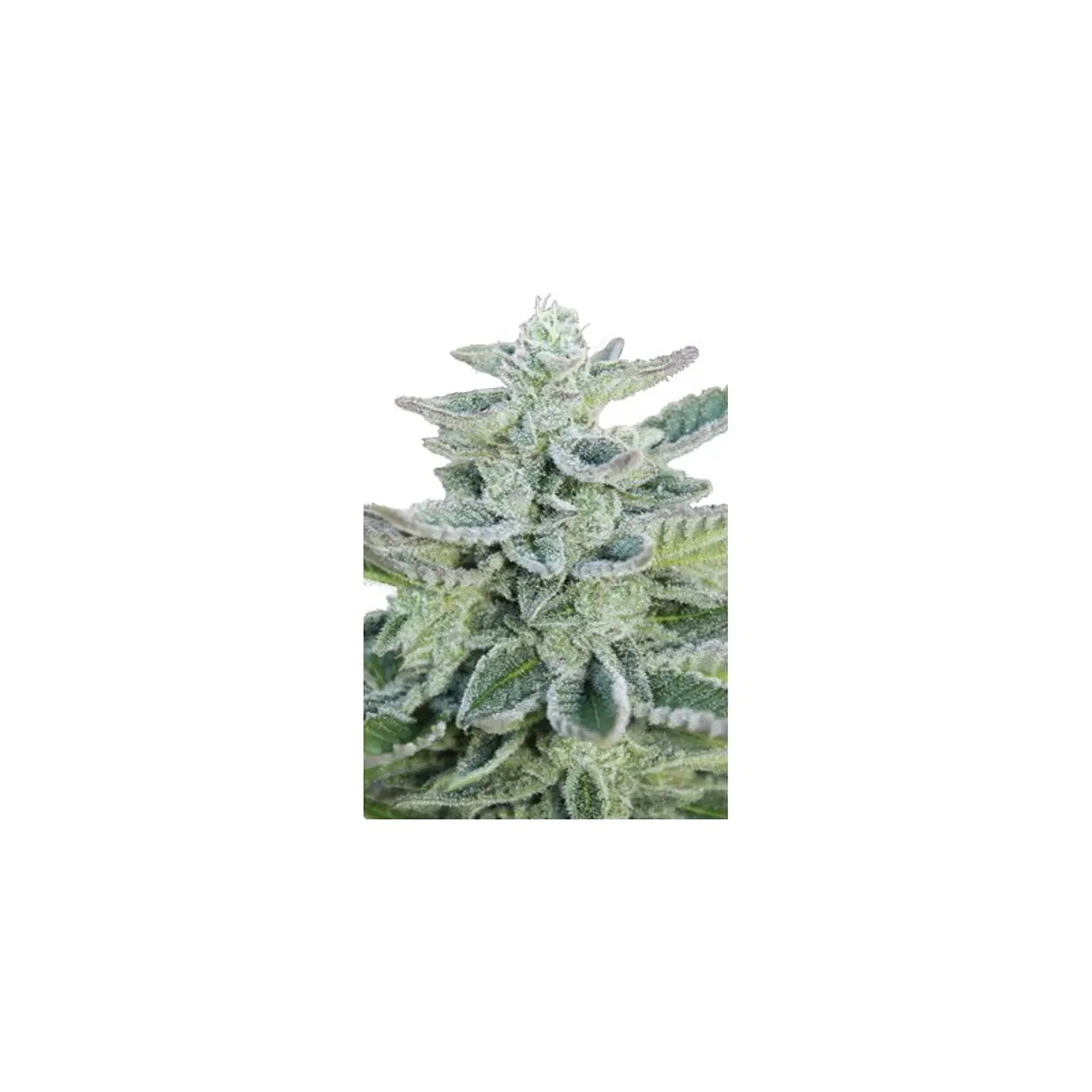 Super Kush Feminizada X5 – Seedsmakers 1