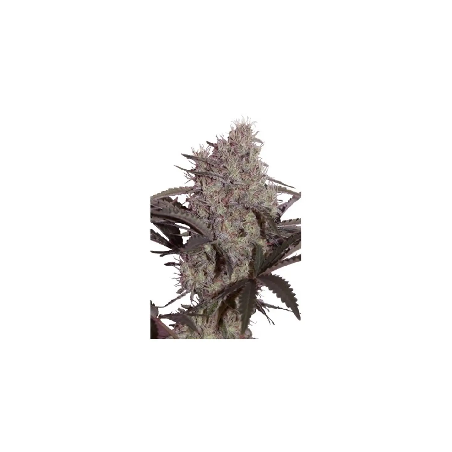 Jack Widow Feminizada X5 – Seedsmakers 1