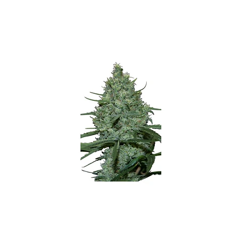 Critical Feminizada X5 – Seedsmakers
