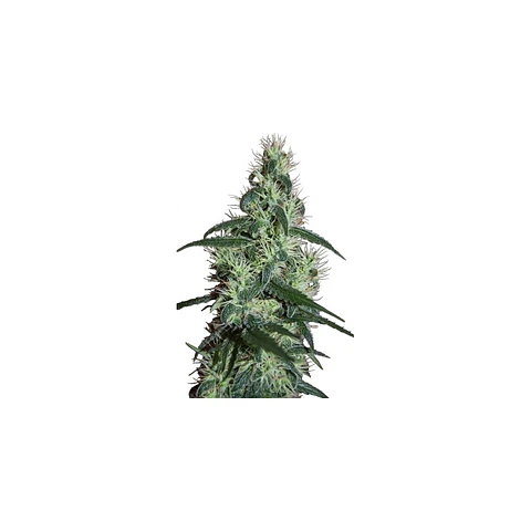 Blizzard Feminizada X5 – Seedsmakers