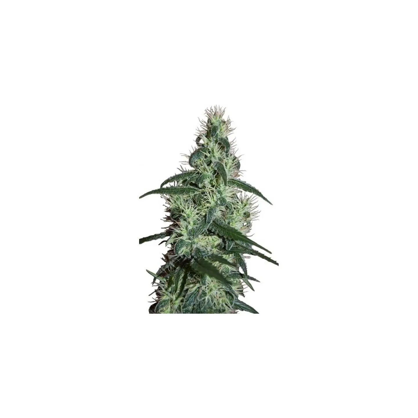Blizzard Feminizada X5 – Seedsmakers 1