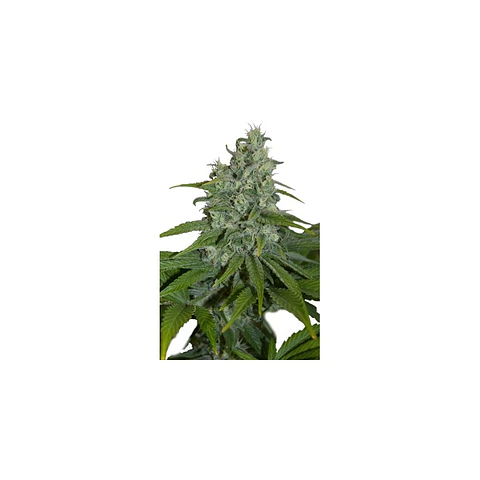 Auto Max X5 – Seedsmakers