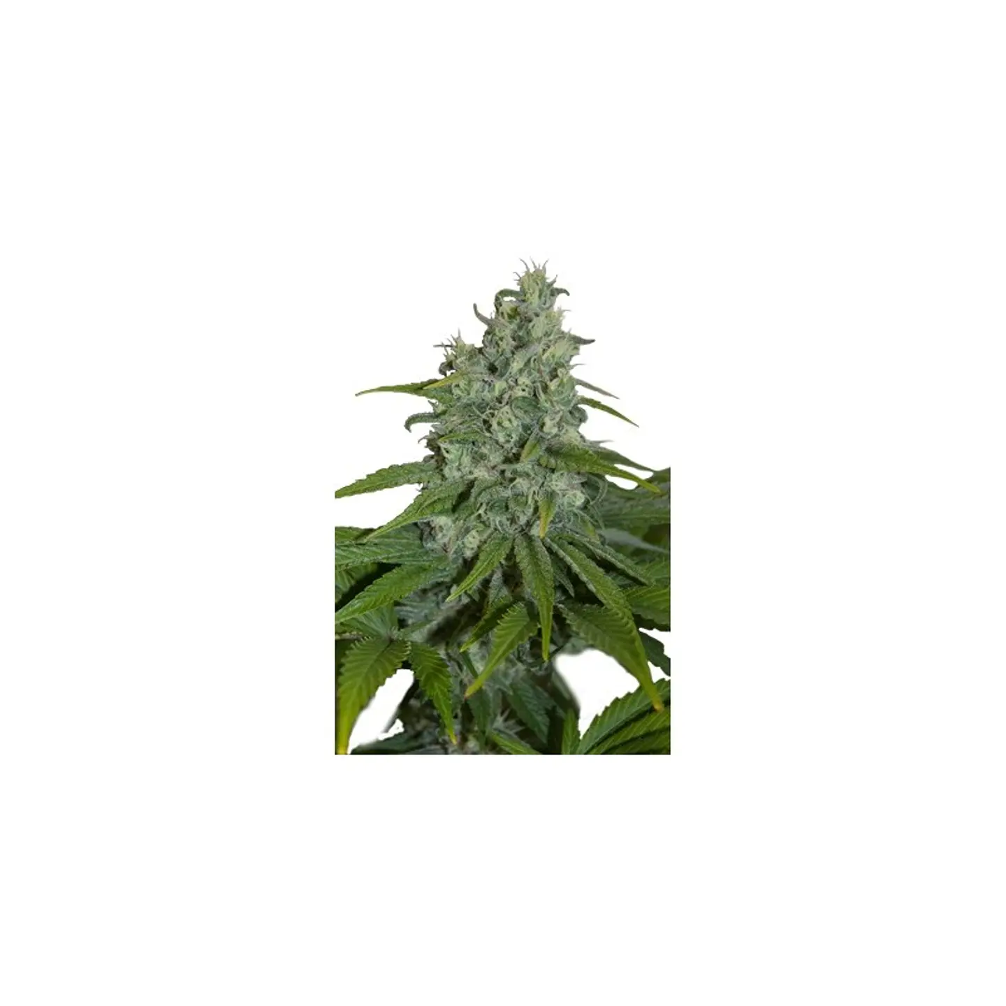 Auto Max X5 – Seedsmakers 1
