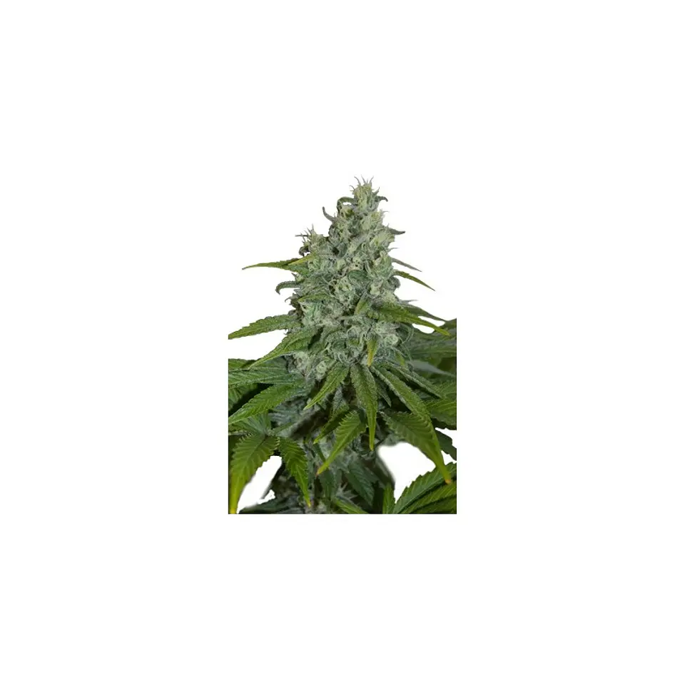 Auto Max X5 – Seedsmakers 1