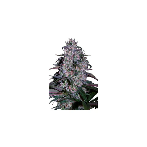 Alakazam Feminizada X5 – Seedsmakers