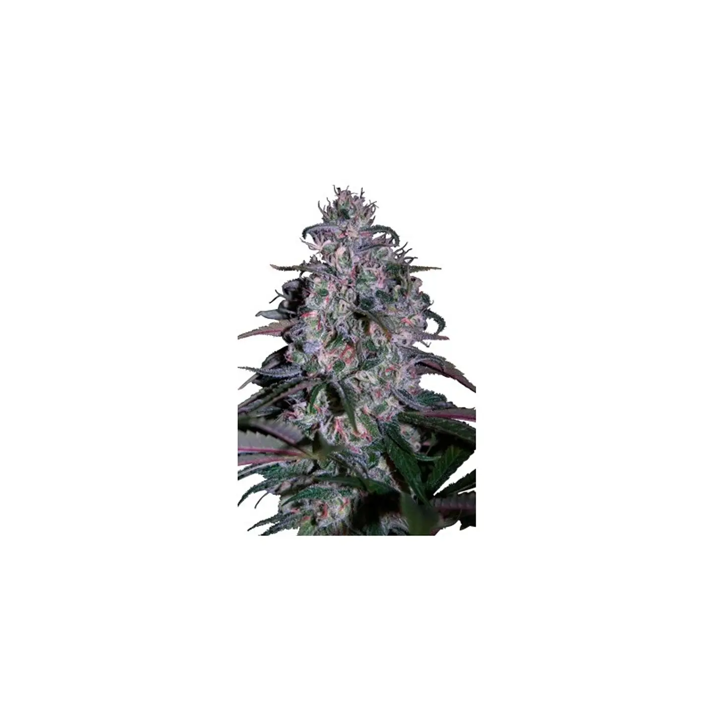 Alakazam Feminizada X5 – Seedsmakers 1