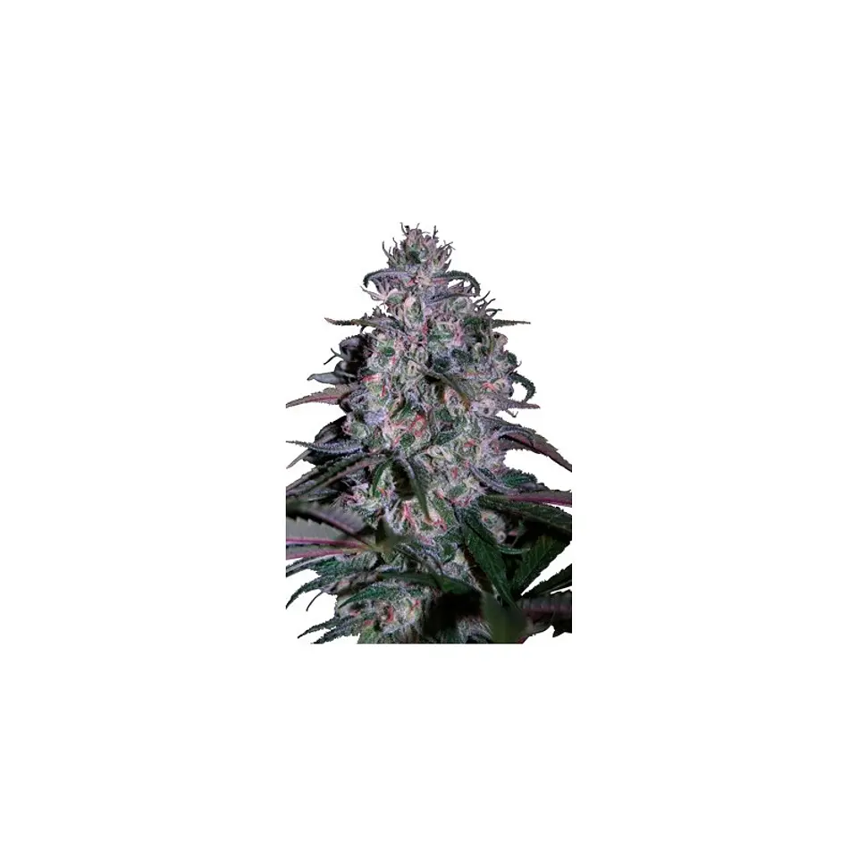 Alakazam Feminizada X5 – Seedsmakers 1