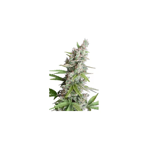 Ak Auto X5 – Seedsmakers
