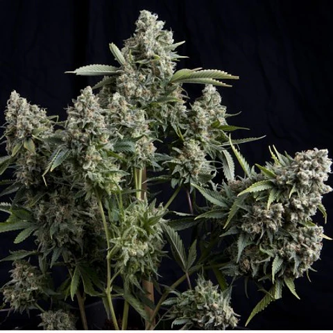Tutankhamon Feminizada X100 – Pyramid Seeds