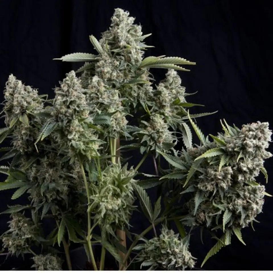 Tutankhamon Feminizada X100 – Pyramid Seeds 1