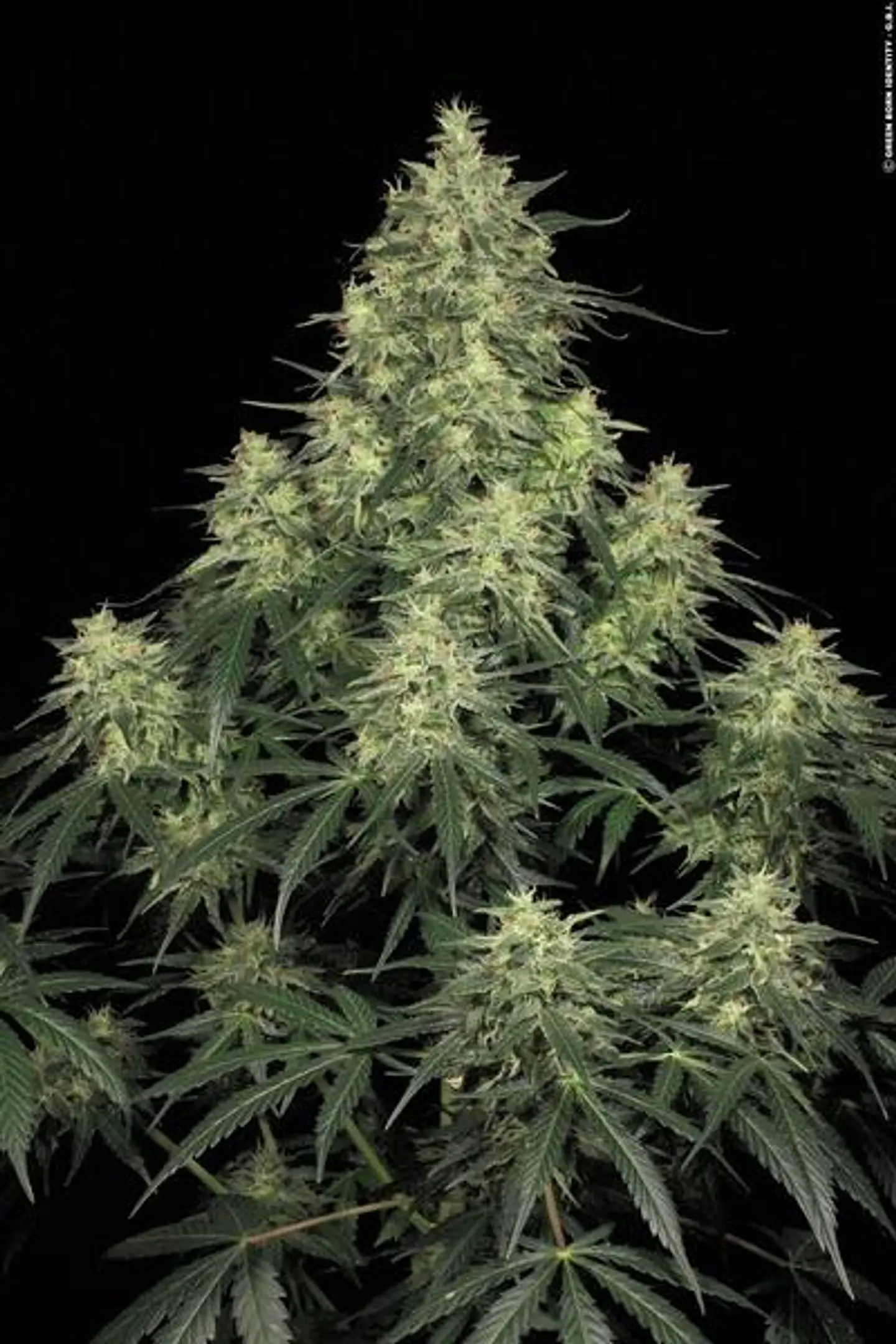 Atomical Haze Feminizada X3 – Paradise Seeds 1