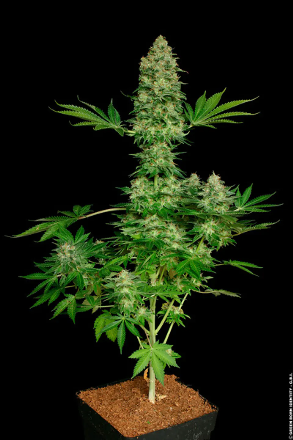 Jacky White Feminizada X3 – Paradise Seeds 1