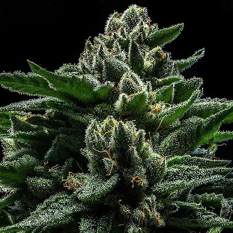 Do-G Feminizada X3 – Ripper Seeds