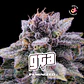 GTA Feminizada X2 - BSF Seeds - Miniatura 1