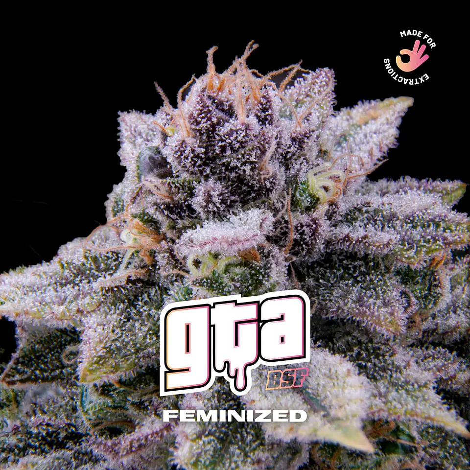 GTA Feminizada X2 - BSF Seeds 1