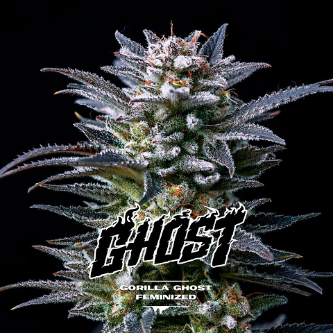 Gorilla Ghost GK Feminizada X2 - BSF Seeds