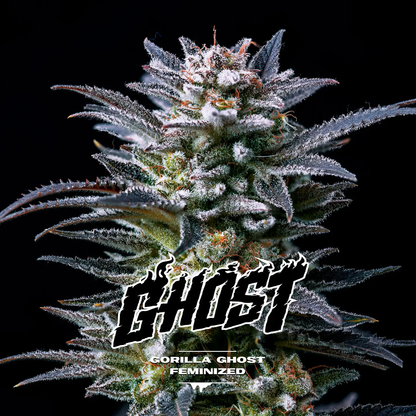 Gorilla Ghost GK Feminizada X2 - BSF Seeds 1