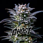 Gorilla Ghost GK Feminizada X2 - BSF Seeds - Miniatura 1