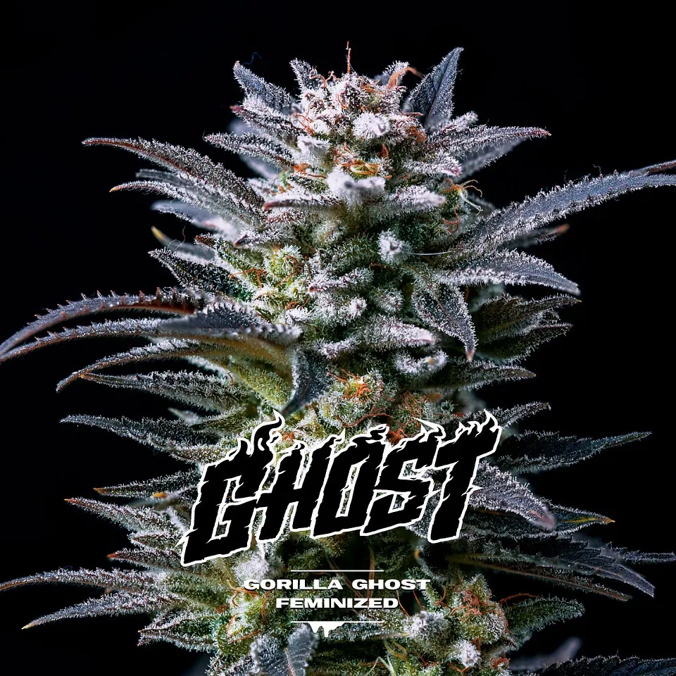 Gorilla Ghost GK Feminizada X2 - BSF Seeds 1