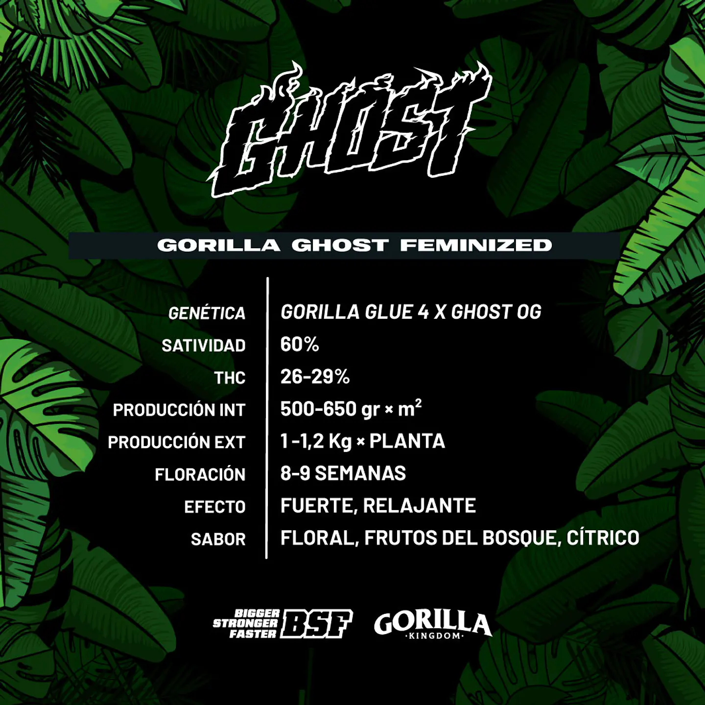 Gorilla Ghost GK Feminizada X2 - BSF Seeds 2
