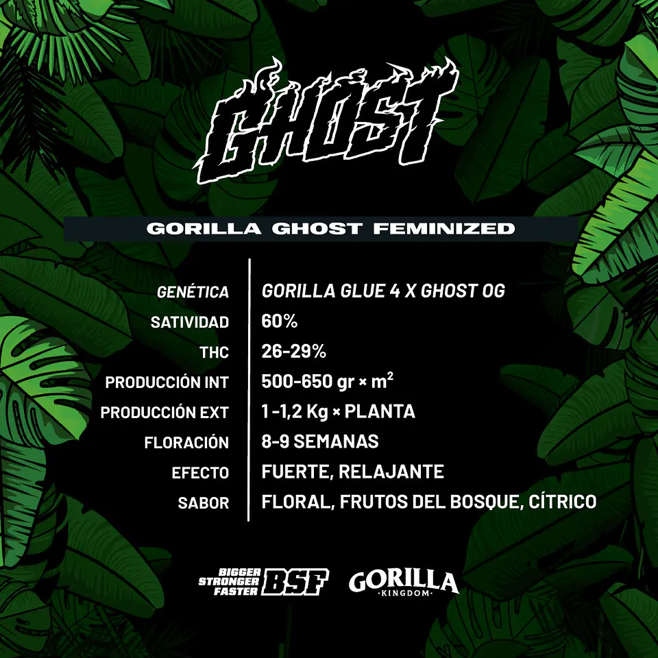 Gorilla Ghost GK Feminizada X2 - BSF Seeds 2