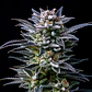 Gorilla Ghost GK Feminizada X2 - BSF Seeds - Miniatura 3