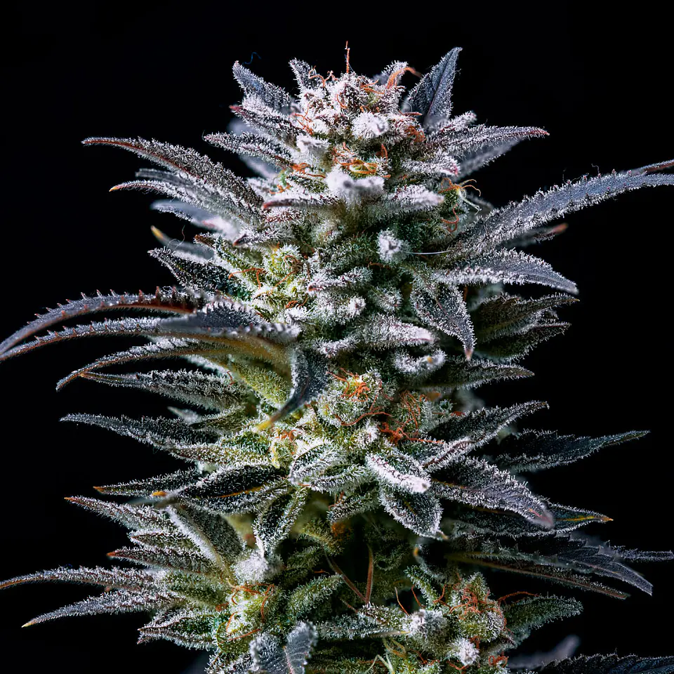 Gorilla Ghost GK Feminizada X2 - BSF Seeds 3