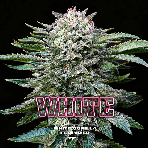 White Gorilla GK Feminizada X2 - BSF Seeds