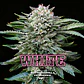 White Gorilla GK Feminizada X2 - BSF Seeds - Miniatura 1