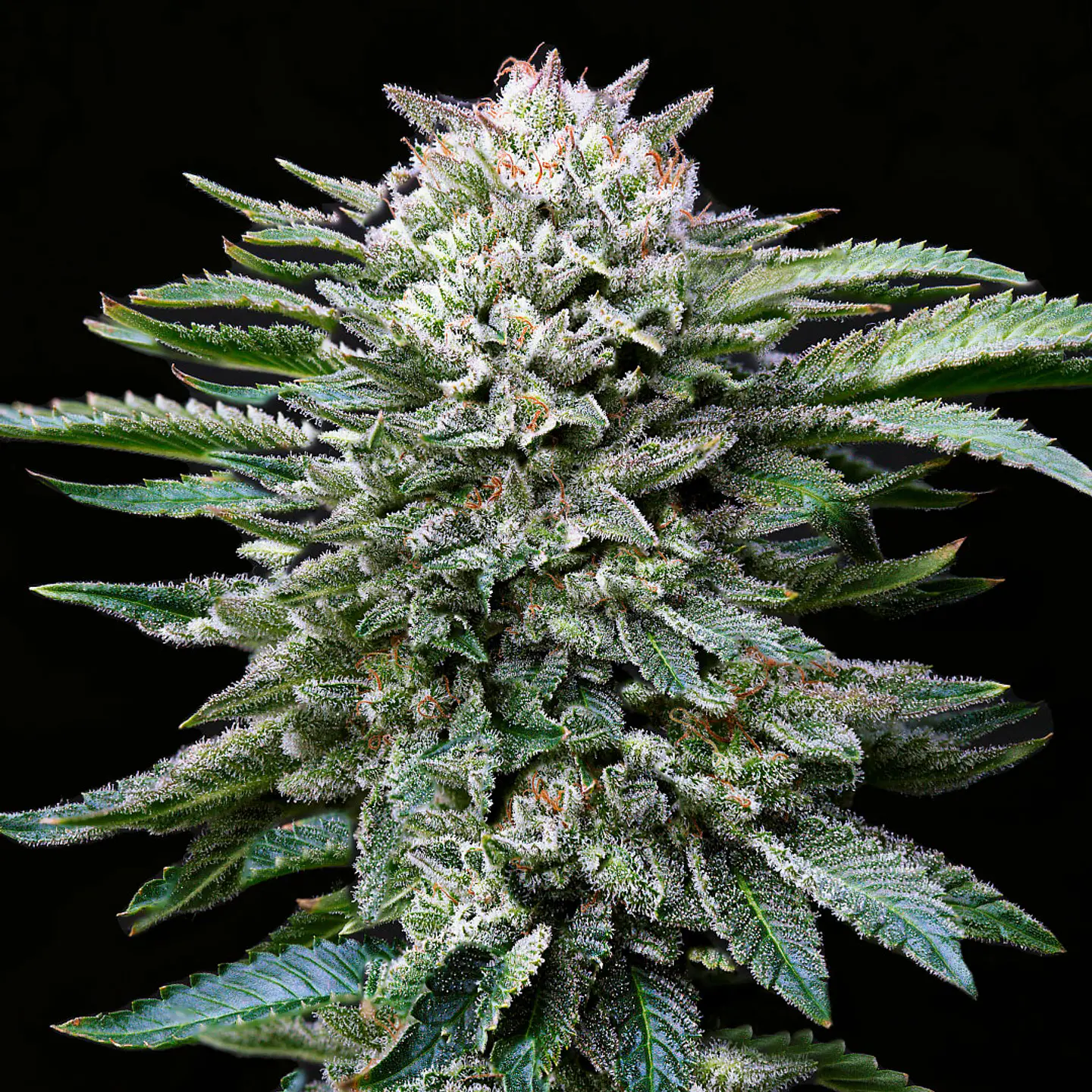 White Gorilla GK Feminizada X2 - BSF Seeds 2