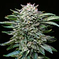 White Gorilla GK Feminizada X2 - BSF Seeds - Miniatura 2