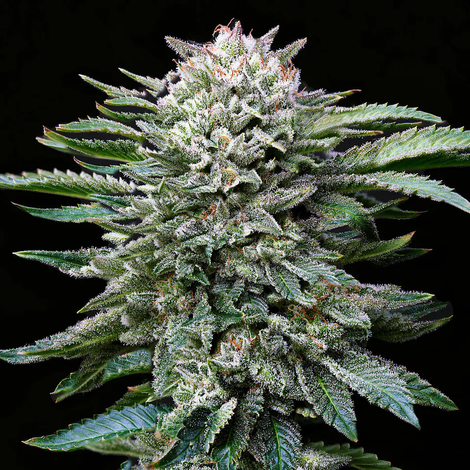 White Gorilla GK Feminizada X2 - BSF Seeds 2