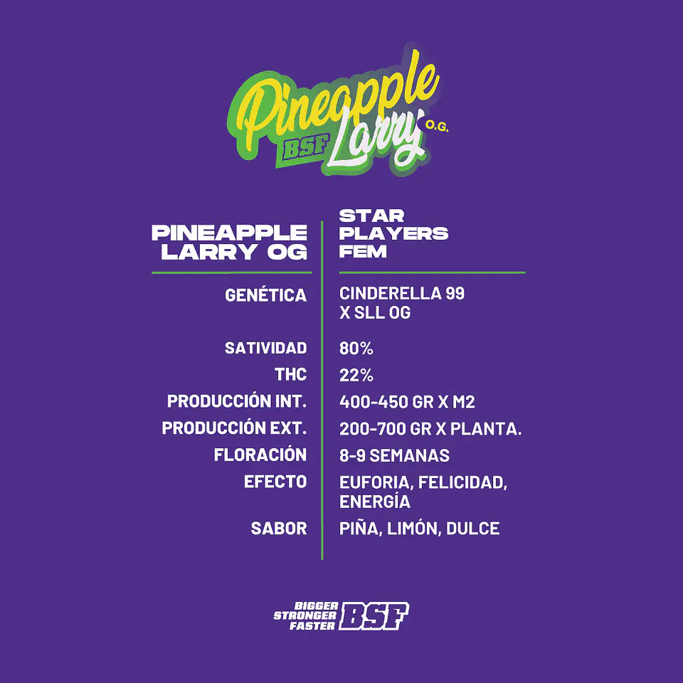 Pineapple Larry OG SP Feminizada X2 - BSF Seeds 3