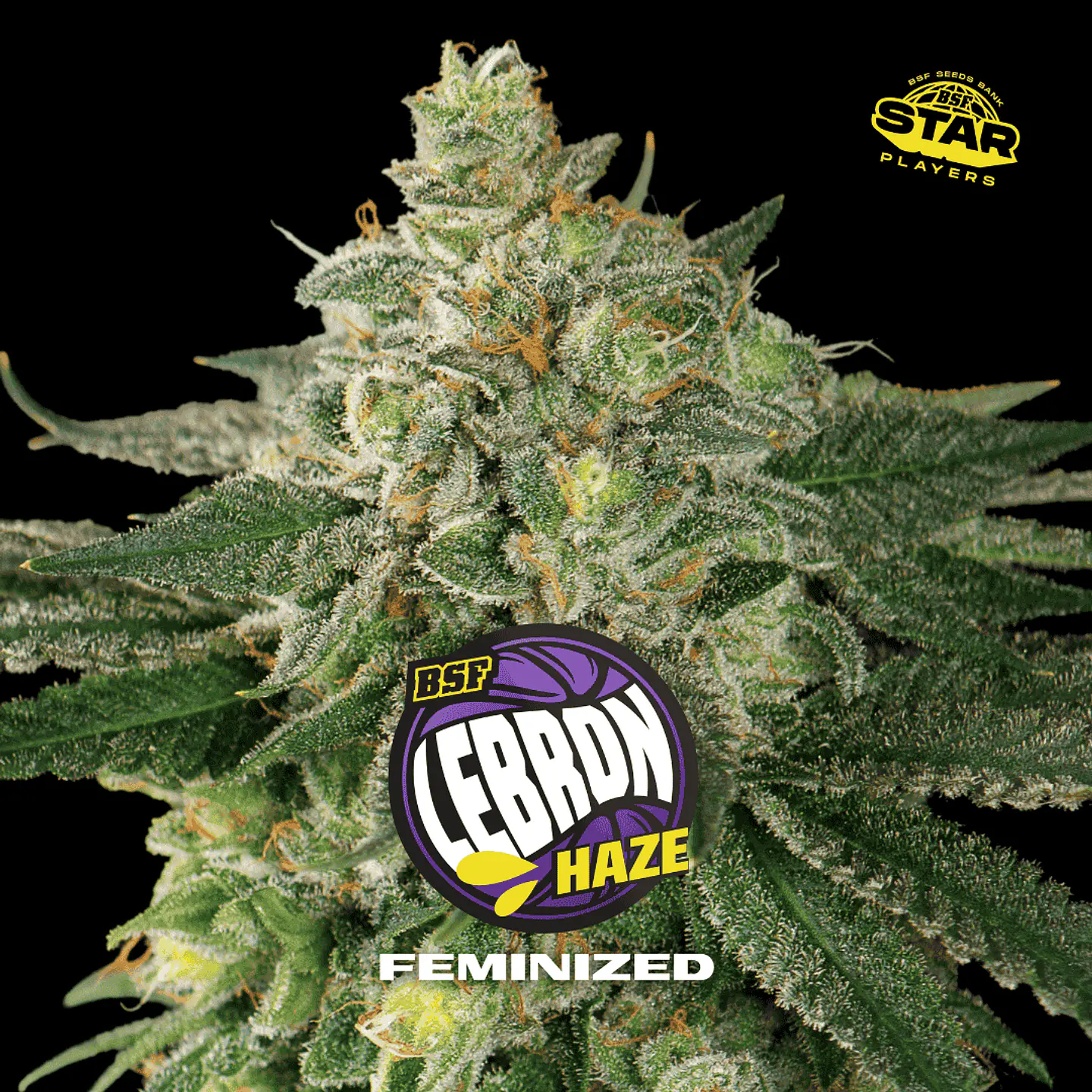 Lebron Haze Feminizada X2 - BSF Seeds 1