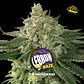 Lebron Haze Feminizada X2 - BSF Seeds - Miniatura 1