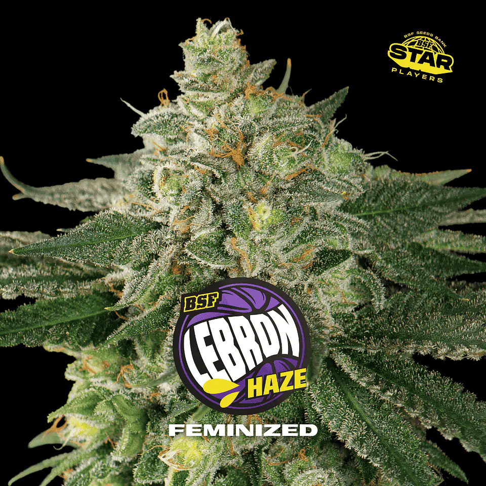 Lebron Haze Feminizada X2 - BSF Seeds 1