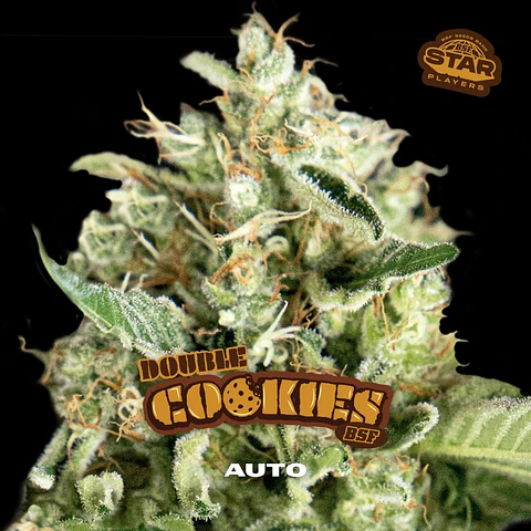 Double Cookies Auto X2 - BSF Seeds