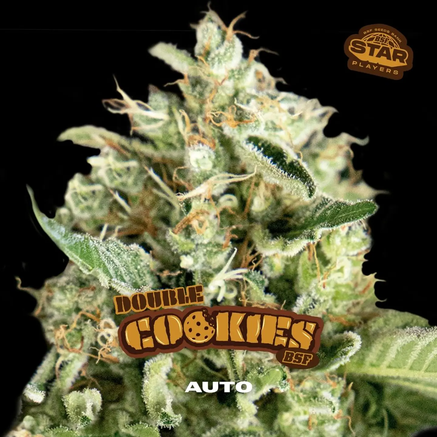 Double Cookies Auto X2 - BSF Seeds 1